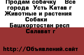 Продам собачку  - Все города, Усть-Катав г. Животные и растения » Собаки   . Башкортостан респ.,Салават г.